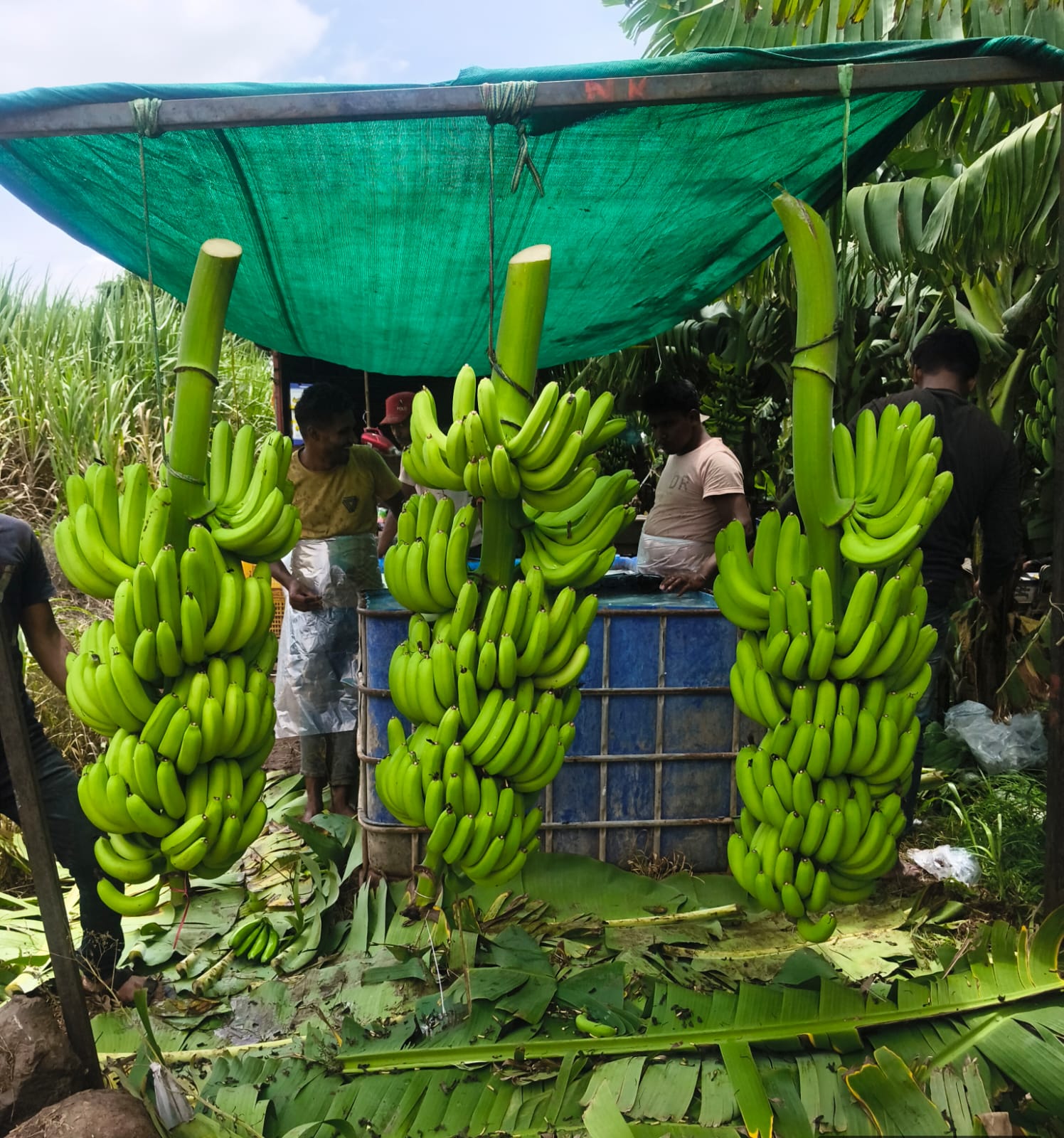 Fresh Banana Export